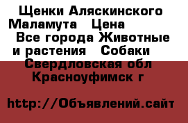 Щенки Аляскинского Маламута › Цена ­ 10 000 - Все города Животные и растения » Собаки   . Свердловская обл.,Красноуфимск г.